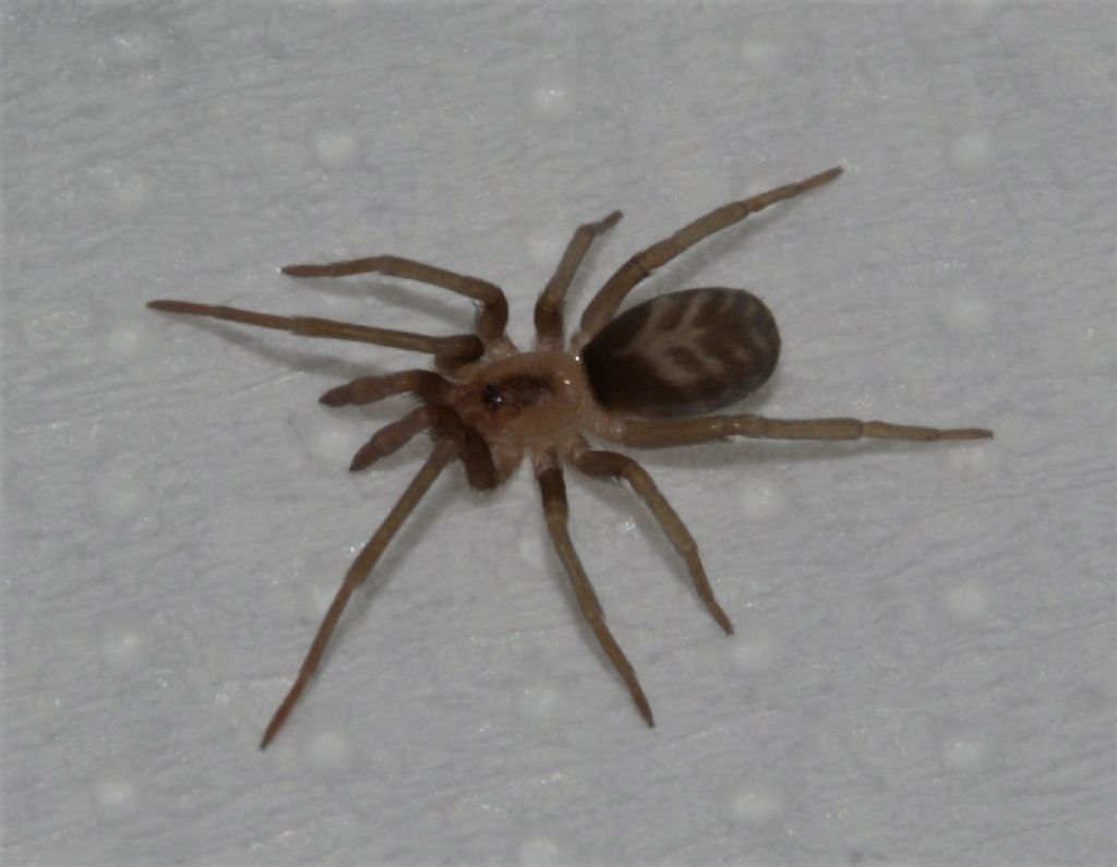 Tegenaria ?  No, Pritha sagittata, femmina  - Grosseto